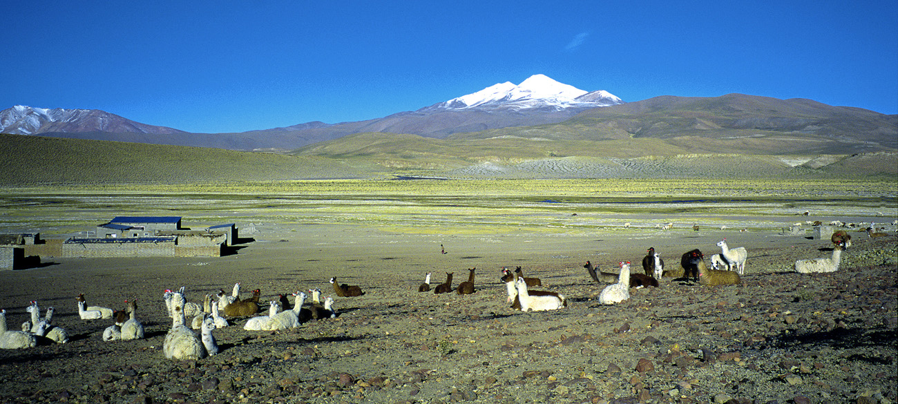 chi_5_39 quetena lamas 1 pano.jpg - Nord Lipez Quetena Quetena et le volcan Urutunco (6020 m). Les lamas restent couchés pour se protéger du vent glacial